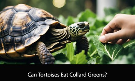 Can Tortoises Eat Collard Greens?