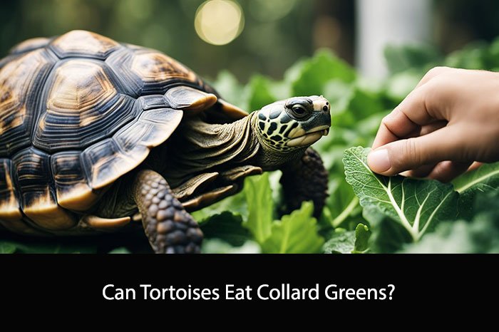 Can Tortoises Eat Collard Greens?