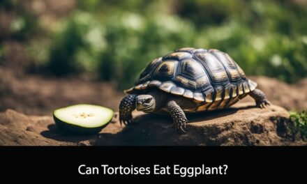 Can Tortoises Eat Eggplant?