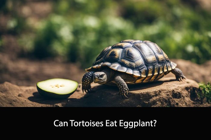 Can Tortoises Eat Eggplant?