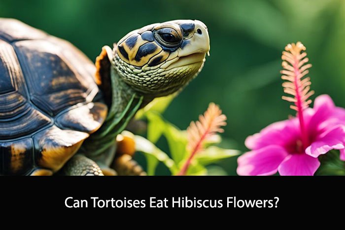 Can Tortoises Eat Hibiscus Flowers?