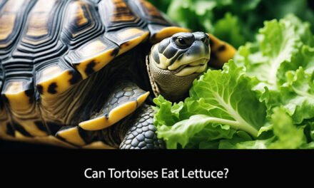 Can Tortoises Eat Lettuce?
