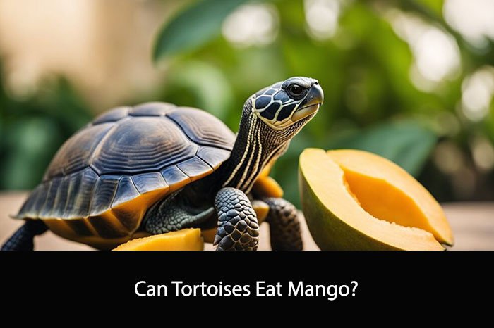 Can Tortoises Eat Mango?