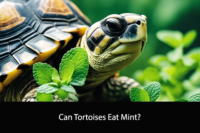 Can Tortoises Eat Mint?