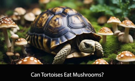 Can Tortoises Eat Mushrooms?