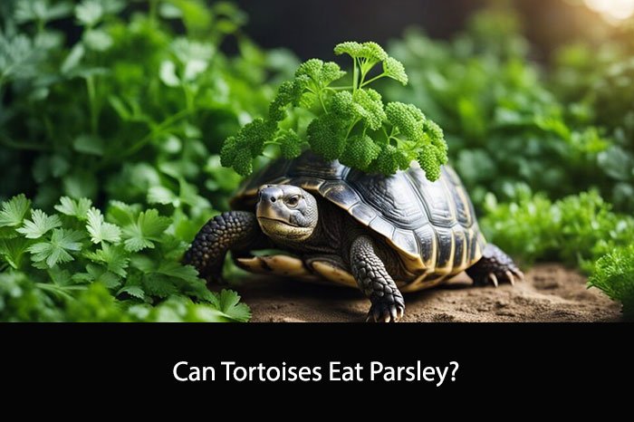 Can Tortoises Eat Parsley?