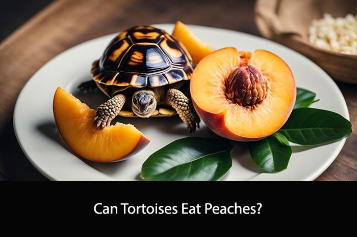 Can Tortoises Eat Peaches?