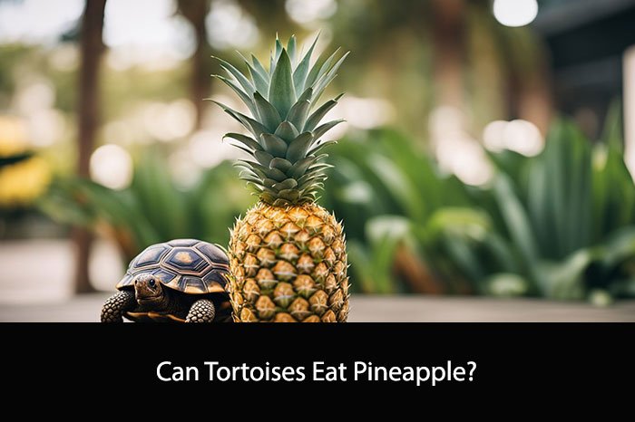 Can Tortoises Eat Pineapple?