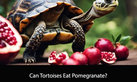 Can Tortoises Eat Pomegranate?
