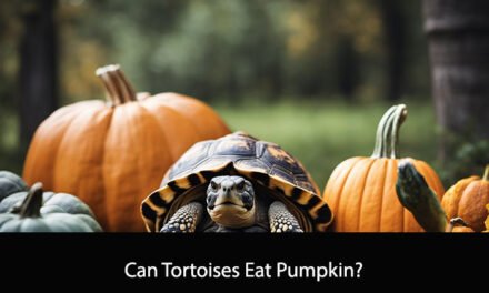 Can Tortoises Eat Pumpkin?