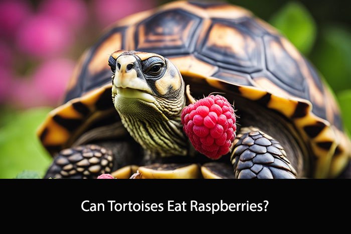 Can Tortoises Eat Raspberries?