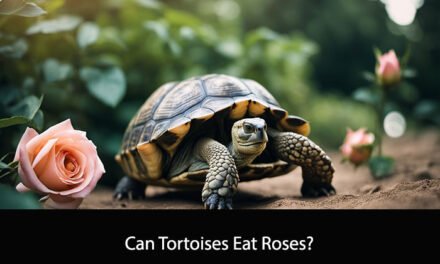 Can Tortoises Eat Roses?