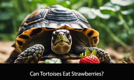 Can Tortoises Eat Strawberries?