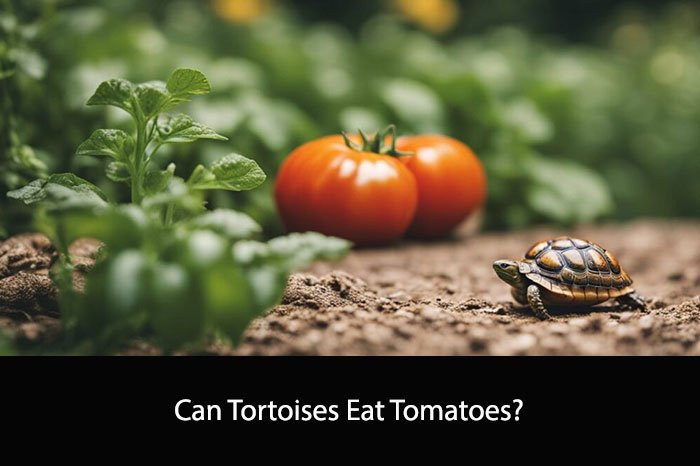 Can Tortoises Eat Tomatoes?
