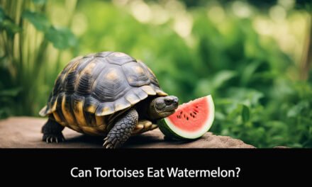 Can Tortoises Eat Watermelon?