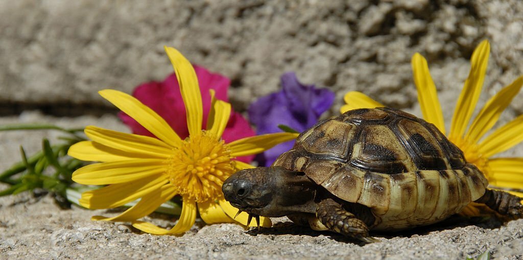 Can Russian Tortoises Eat Dandelions