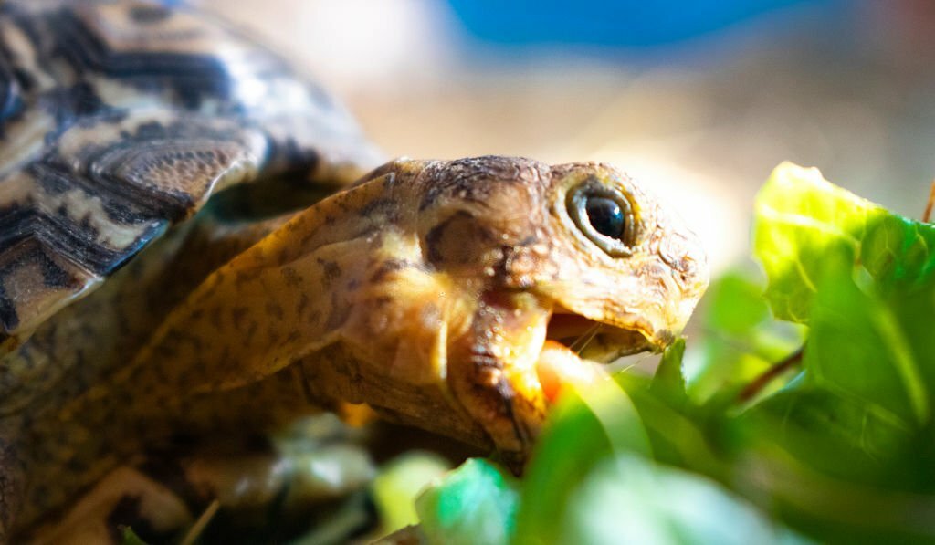 Can Tortoises Eat Arugula