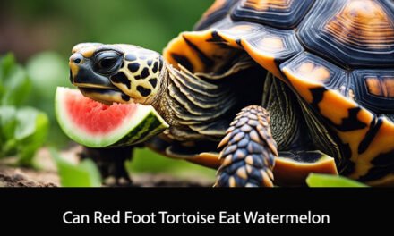 Can Red Foot Tortoise Eat Watermelon?