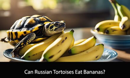 Can Russian Tortoises Eat Bananas?