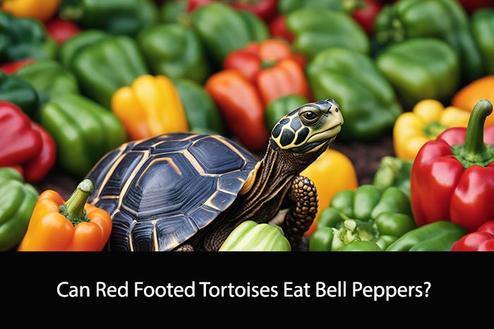 Can Red Footed Tortoises Eat Bell Peppers?