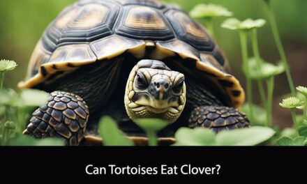 Can Tortoises Eat Clover?