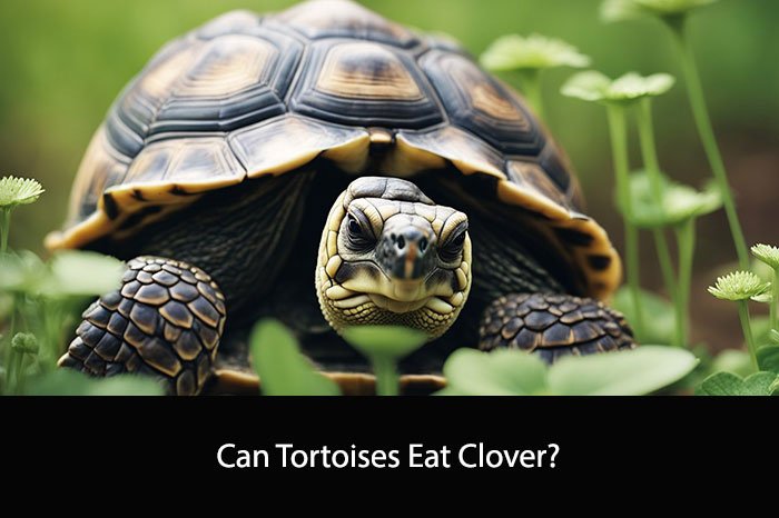 Can Tortoises Eat Clover?