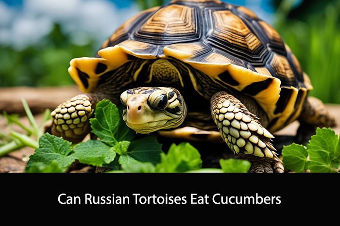Can Russian Tortoises Eat Cucumbers?