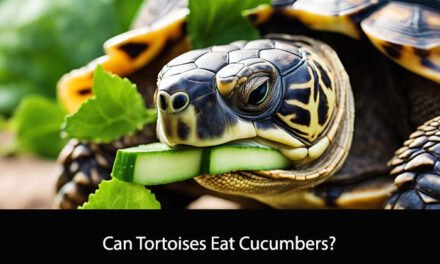 Can Tortoises Eat Cucumbers?
