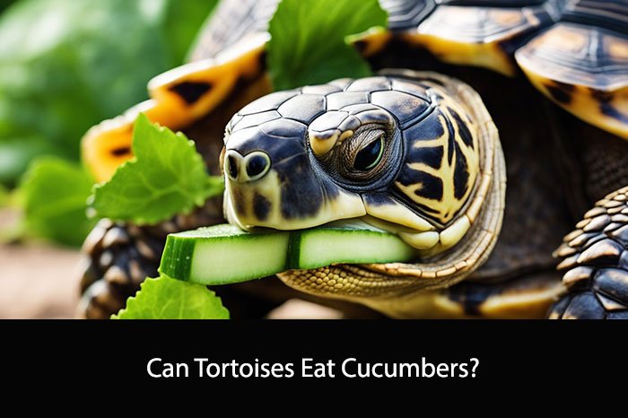 Can Tortoises Eat Cucumbers?