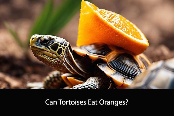 Can Tortoises Eat Oranges?