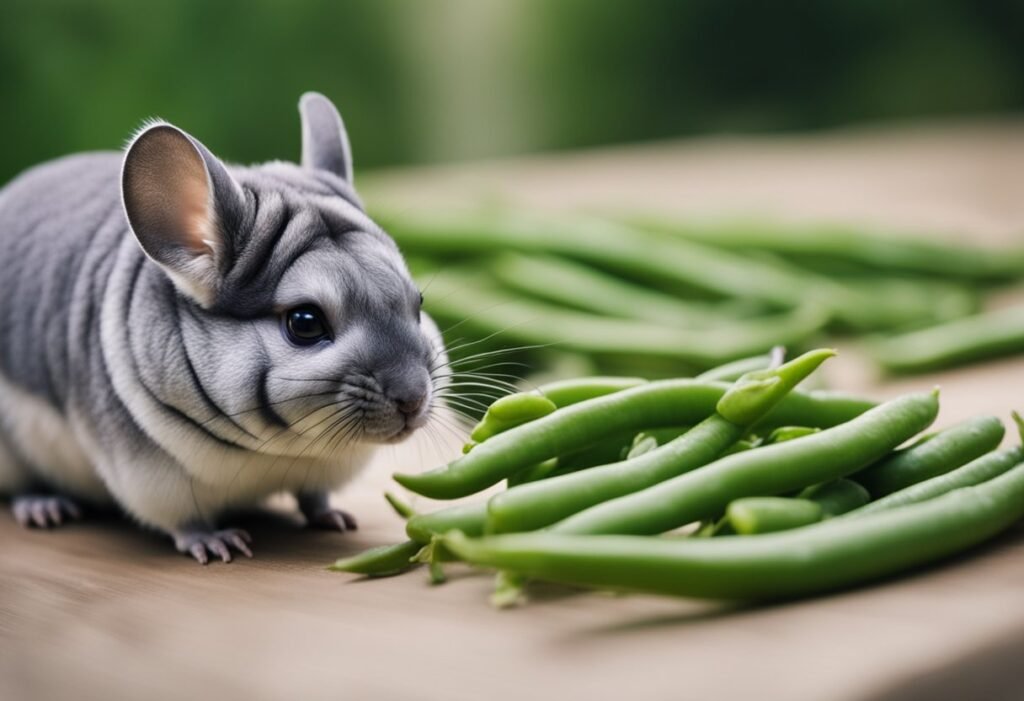 Can Chinchillas Eat Green Beans