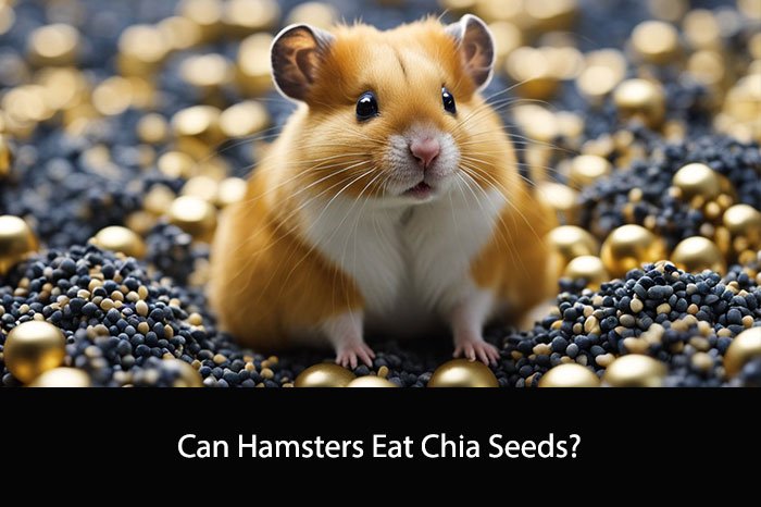 Can Hamsters Eat Chia Seeds?