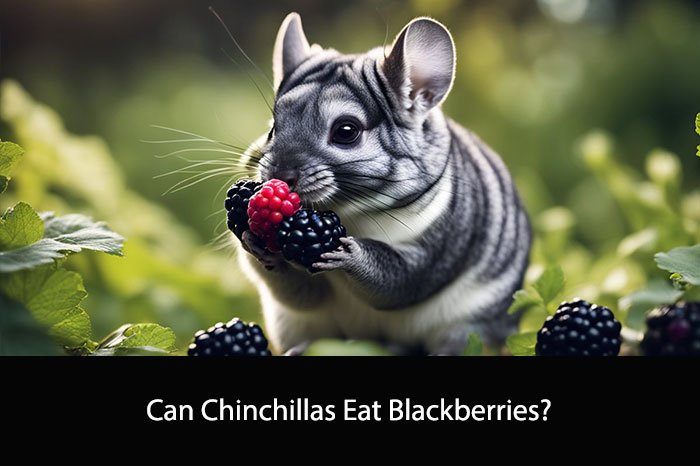 Can Chinchillas Eat Blackberries?