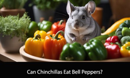 Can Chinchillas Eat Bell Peppers?