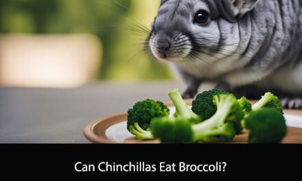 Can Chinchillas Eat Broccoli?