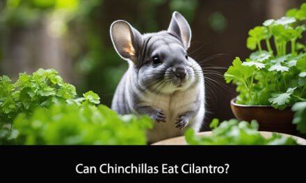 Can Chinchillas Eat Cilantro?