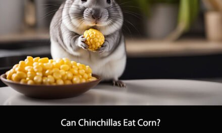 Can Chinchillas Eat Corn?
