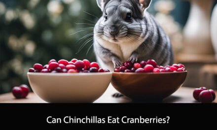 Can Chinchillas Eat Cranberries?