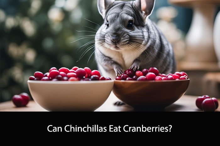 Can Chinchillas Eat Cranberries?