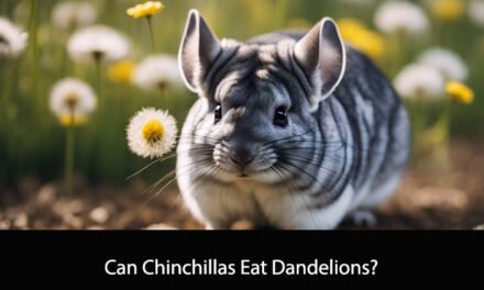 Can Chinchillas Eat Dandelions?
