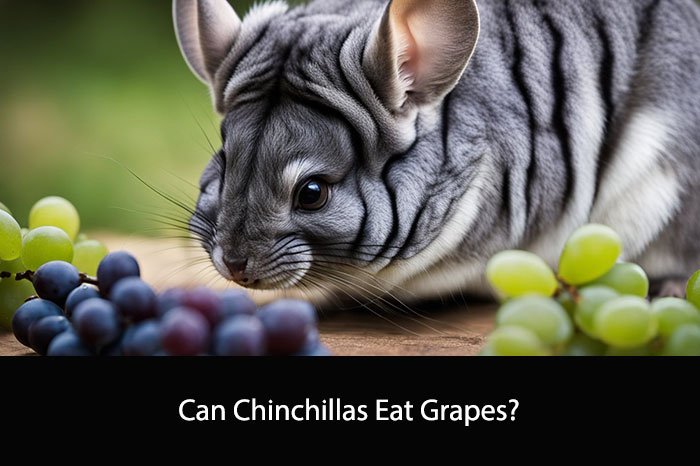 Can Chinchillas Eat Grapes?