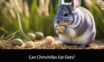 Can Chinchillas Eat Oats?