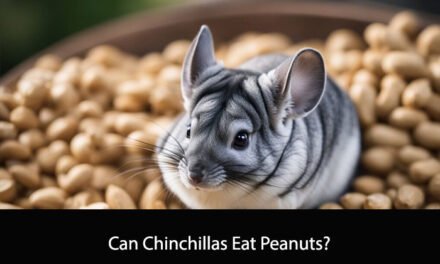 Can Chinchillas Eat Peanuts?