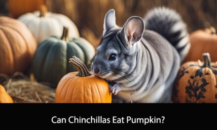 Can Chinchillas Eat Pumpkin?