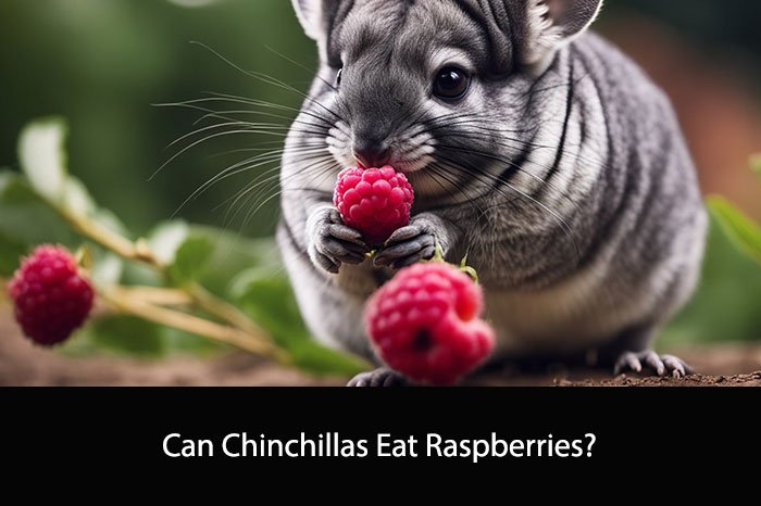 Can Chinchillas Eat Raspberries?