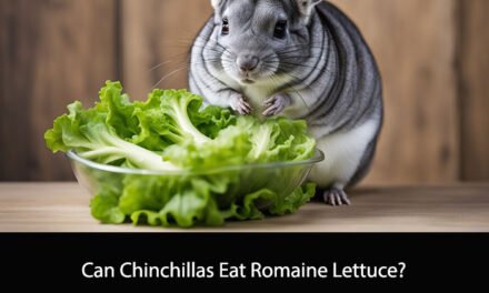 Can Chinchillas Eat Romaine Lettuce?