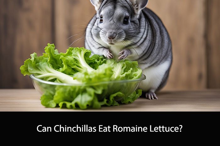 Can Chinchillas Eat Romaine Lettuce?