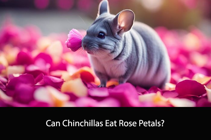 Can Chinchillas Eat Rose Petals?