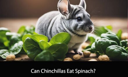 Can Chinchillas Eat Spinach?