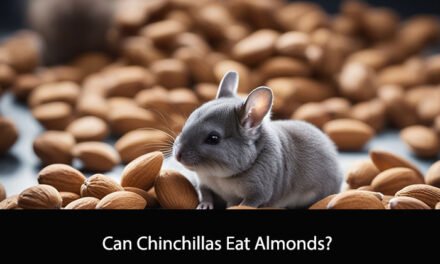 Can Chinchillas Eat Almonds?